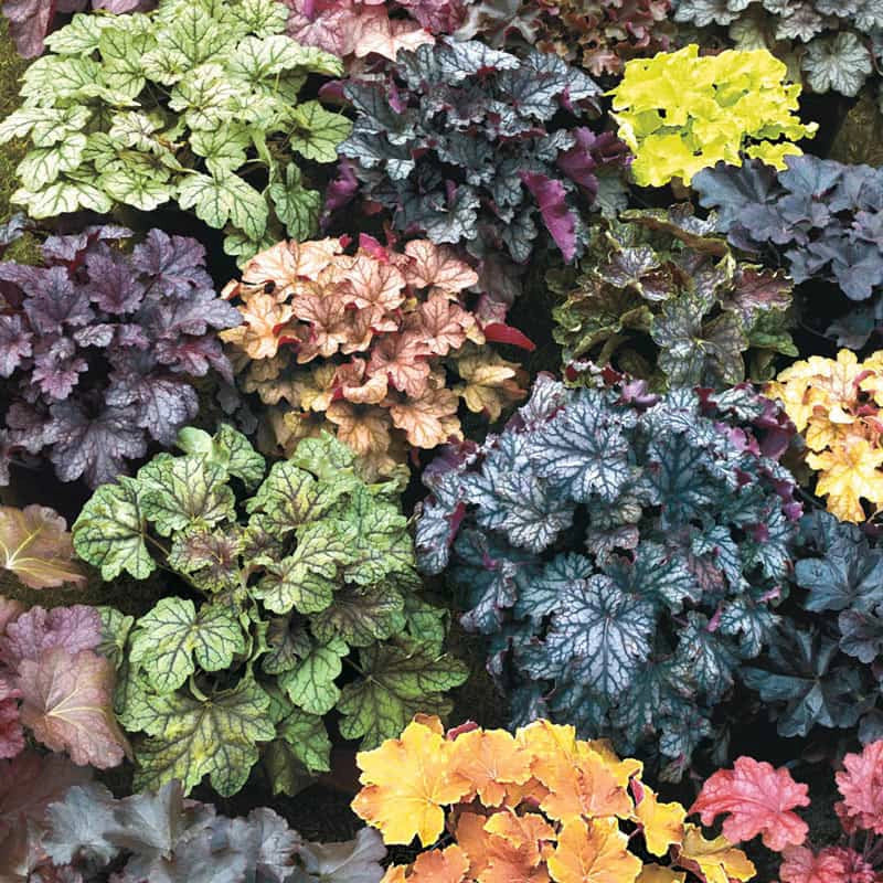 mix heuchera flower seeds