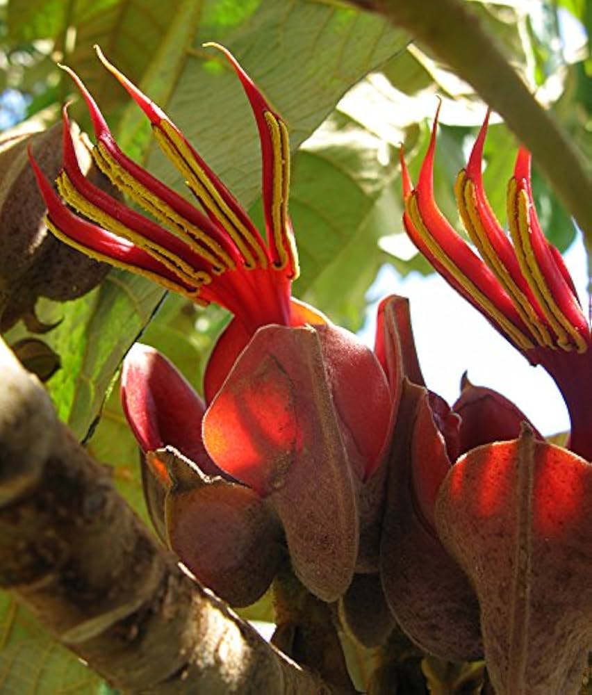 Orange Chiranthodendron Plant Seeds – Heirloom Non-GMO Hand Tree Seeds for Exotic Garden