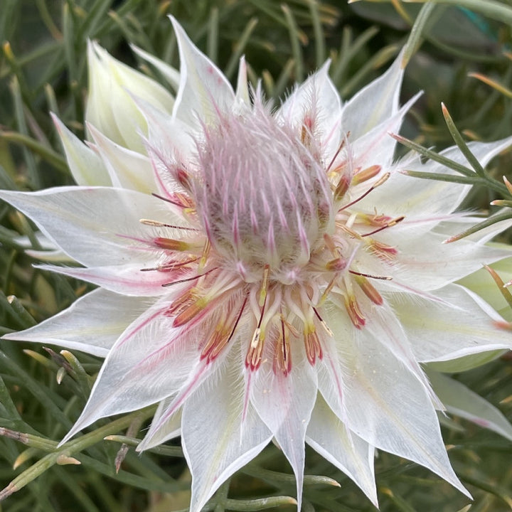 Serruria Flower Seeds – Heirloom, Non-GMO, Exotic Blooms for Garden Planting and Landscaping