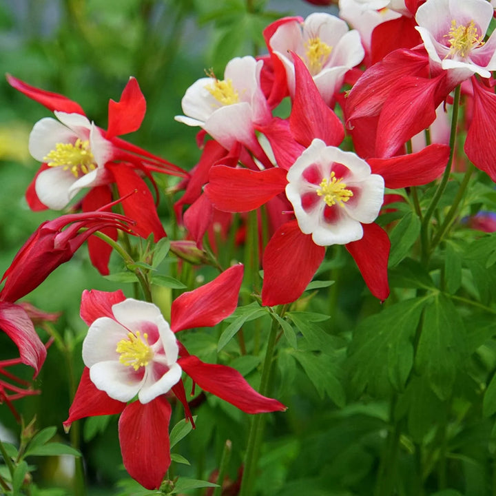 Heirloom Non-GMO Columbine Flower Seeds for Planting – Colorful Perennial Wildflower Blooms