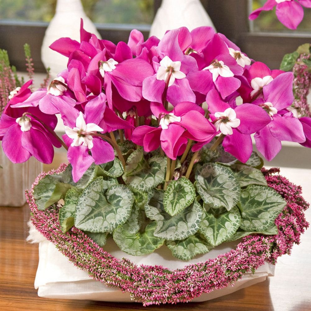 Pink Cyclamen blomsterfrø til plantning - 100 stk