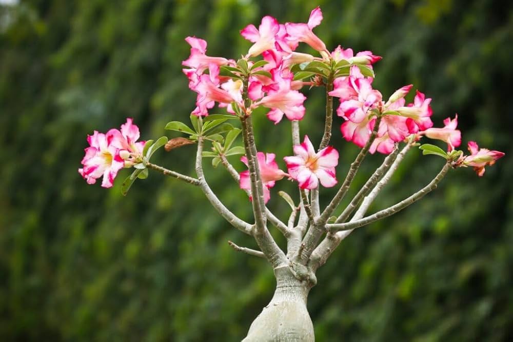 Pink Adenium  Heirloom Non-GMO Seeds for Planting