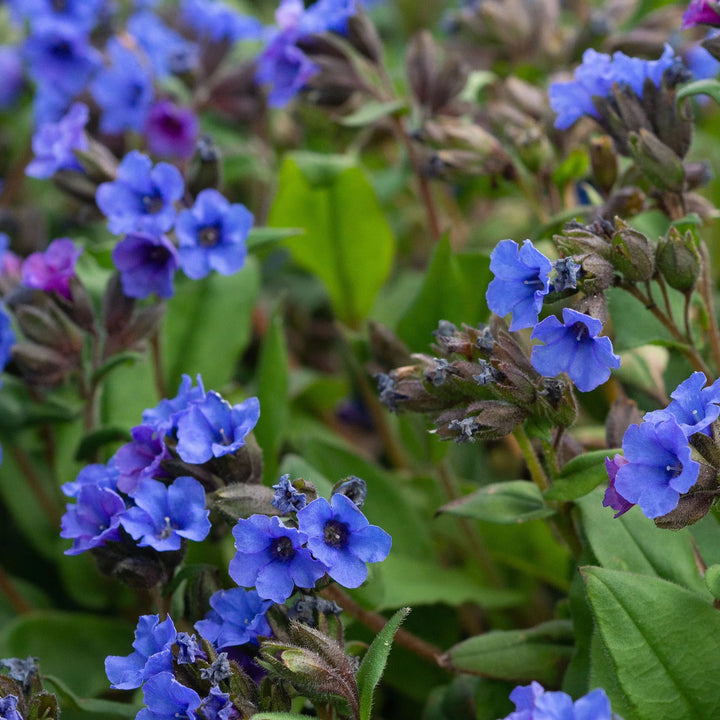 Heirloom Non-GMO Pulmonaria Flower Seeds – Shade-Loving Blooms for Garden Planting
