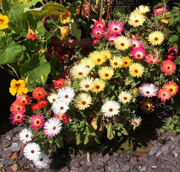 Blandede Isplante Blomsterfrø til udplantning - 100 stk