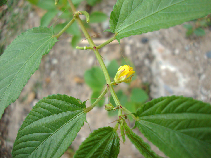 Corchorus Blomsterfrø til udplantning - 100 stk