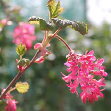 Pink Ribes Sanguineum Blomsterfrø til udplantning - 100 stk