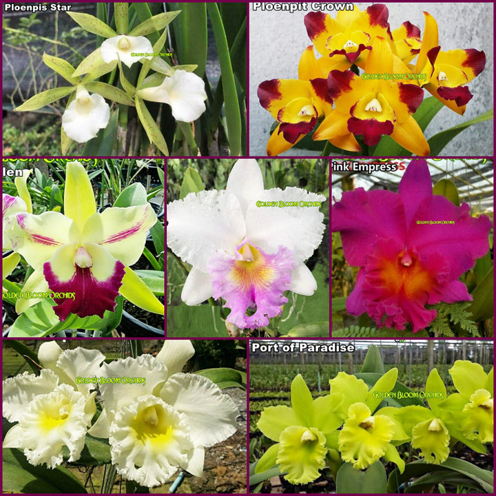 Blandede Cattleya blomsterfrø til udplantning, 100 stk