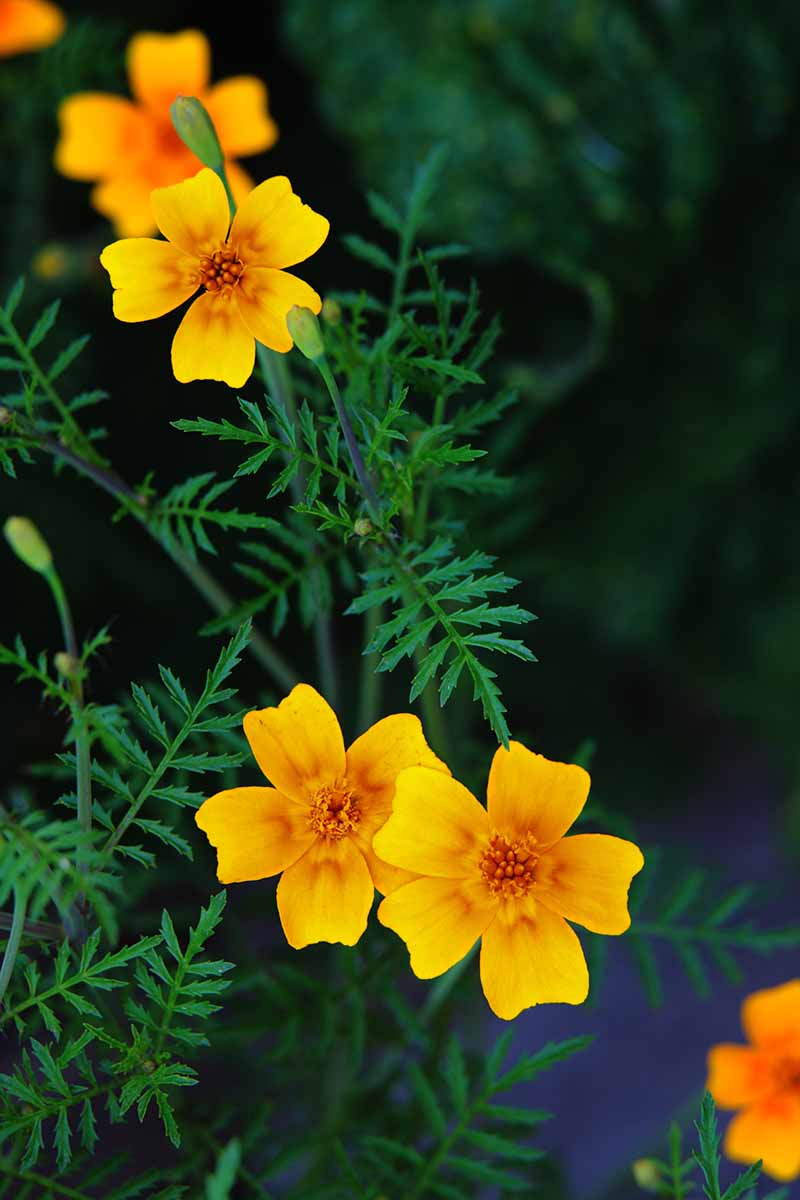 Yellow Signet Marigold Flower Seeds for Planting - 100 pcs