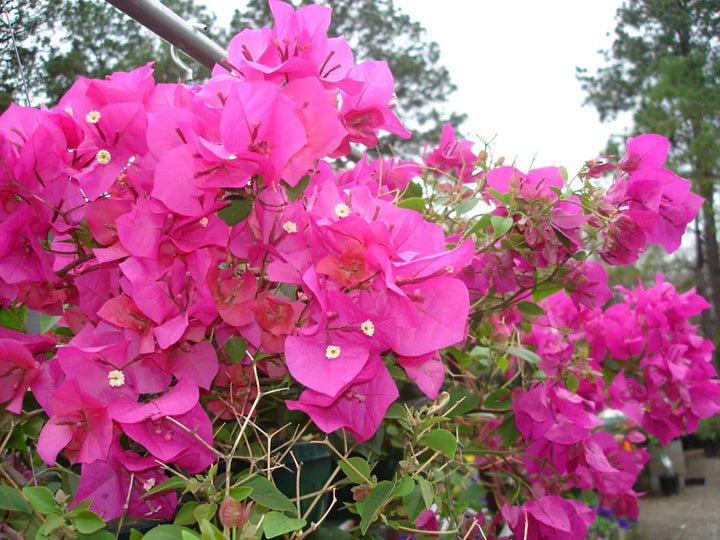 pink bougainvillea flower seeds