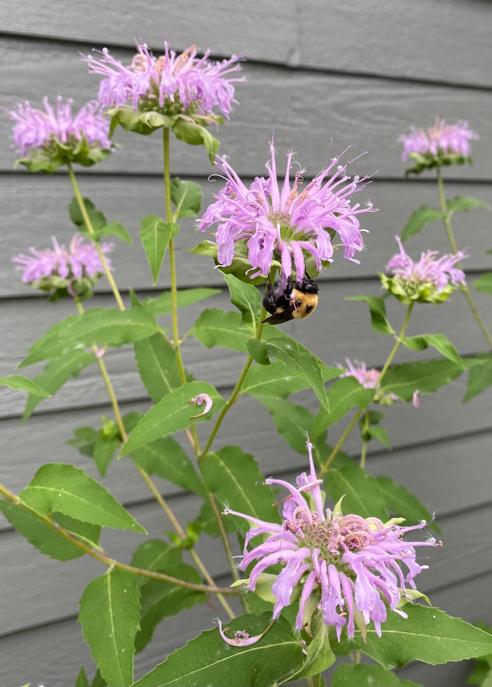 Lilla Monarda Fistulosa blomsterfrø til plantning - 100 stk