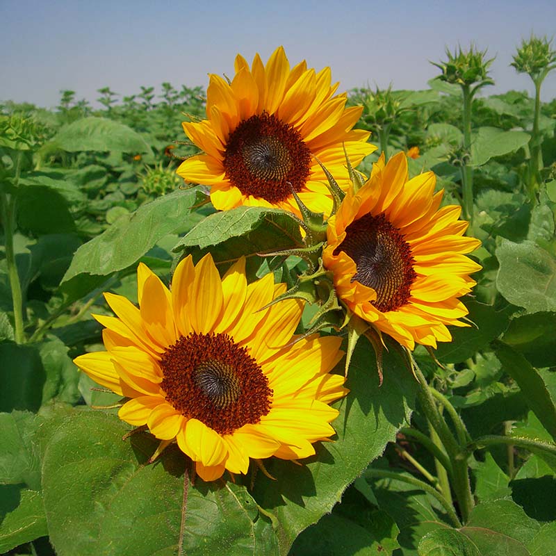 Yellow Hybrid Sunflower Seeds for Planting - 100 pcs