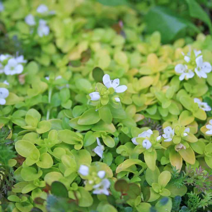 green heirloom flower seeds