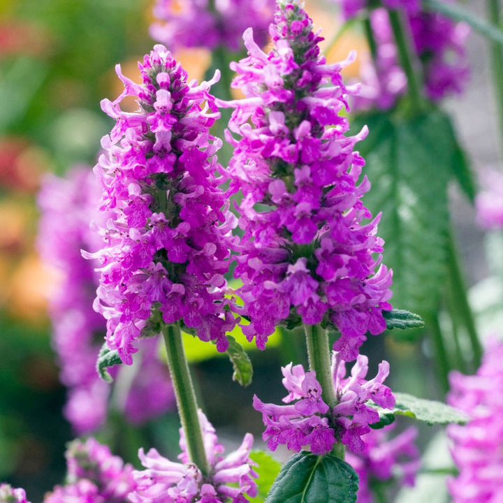 Organic Purple Stachys Plant Seeds for Planting – Heirloom, Non-GMO High Germination Garden Seeds