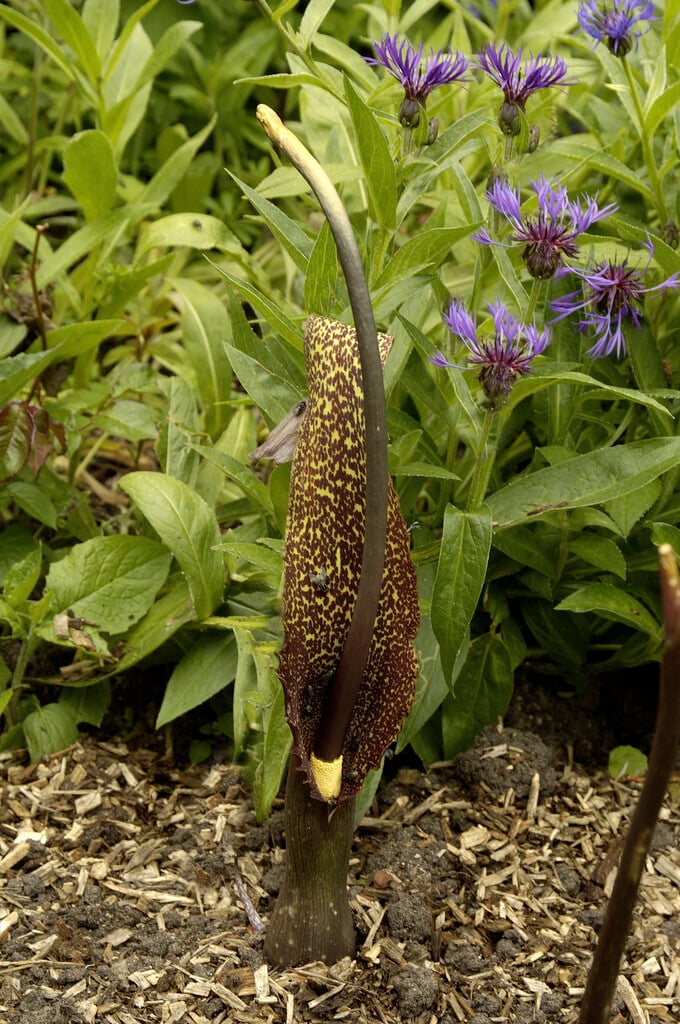 Sauromatum plantefrø til udplantning, 100 stk