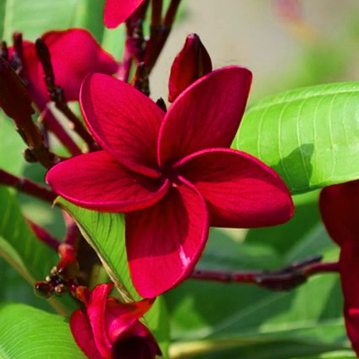 Organic Red Frangipani Flower Seeds for Planting – Heirloom, Non-GMO