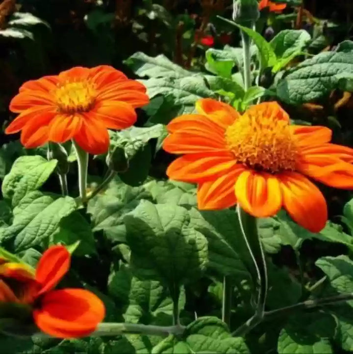 Heirloom Non-GMO Tithonia Flower Seeds for Planting – High Germination Organic Butterfly Garden Seeds