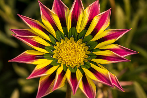 Pink Yellow Gazania Flower Seeds – Heirloom & Non-GMO Seeds for Garden Blooms