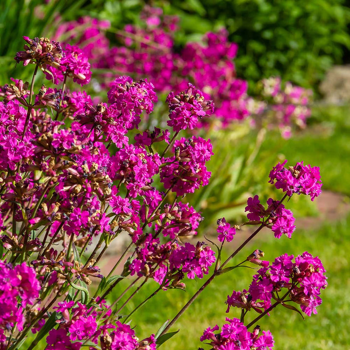 Violet Lychnis blomsterfrø til plantning - 100 stk