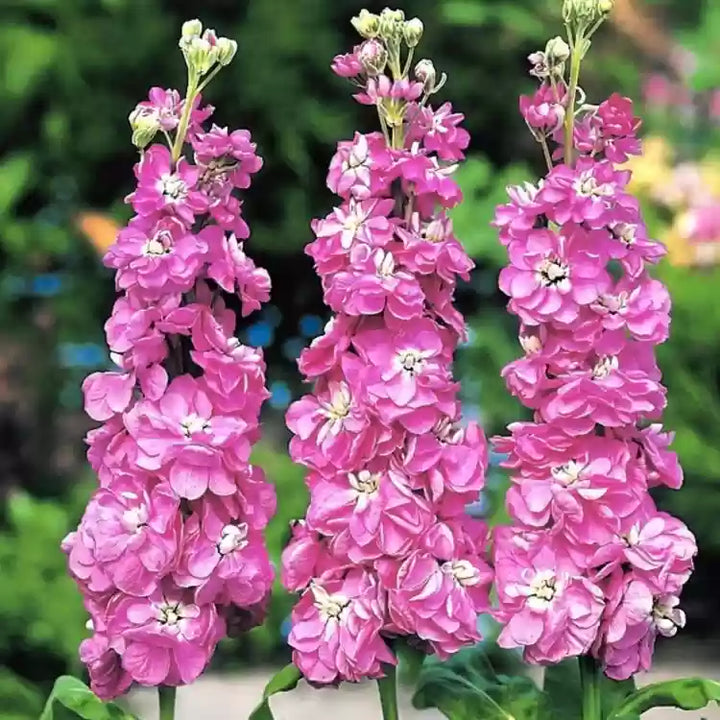 Pink Matthiola Incana Blomsterfrø til udplantning, 100 stk