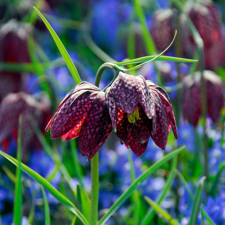 Fritillaria Plantefrø til udplantning - 100 stk