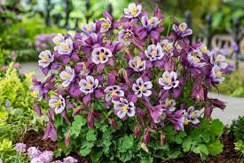 Purple White Aquilegia Seeds for Planting, 100 pcs