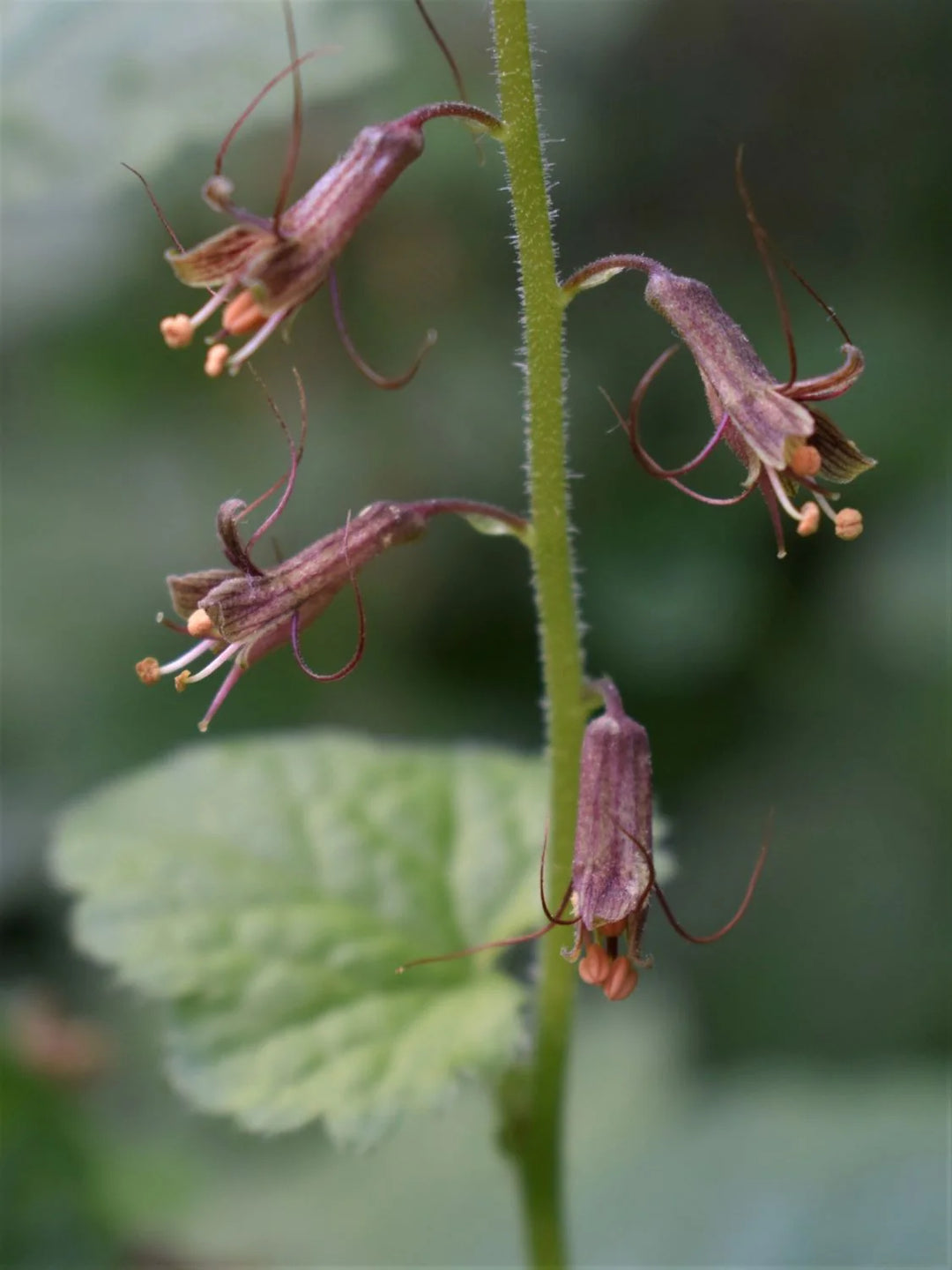 Tolmiea Flower Seeds for Planting - 100 pcs