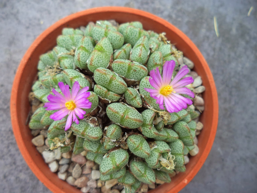 Organic Green Conophytum Ernianum Flower Seeds for Planting – Heirloom, Non-GMO