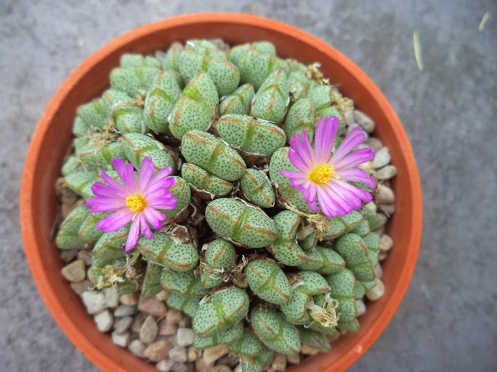 Organic Green Conophytum Ernianum Flower Seeds for Planting – Heirloom, Non-GMO