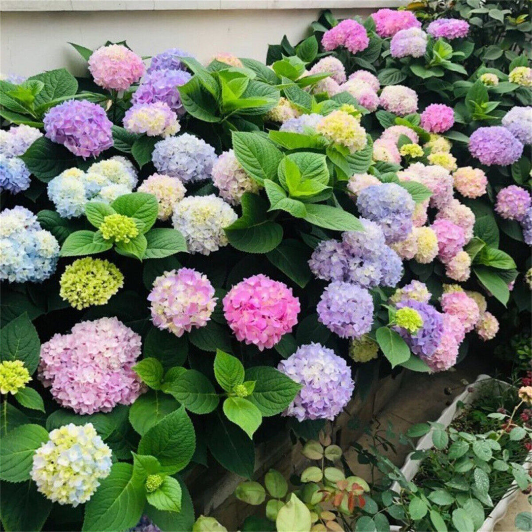 25 seeds blue pink purple hydrangea seed flower perennial Mixed Hydrangea Flower Seeds for Planting – Vibrant Multi-Color Blooms – Neeraseeds
