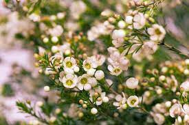 wax flower seeds for sale Geraldton Wax Flower Seeds for Planting – Heirloom, Non-GMO, High Germination Organic Garden Seeds