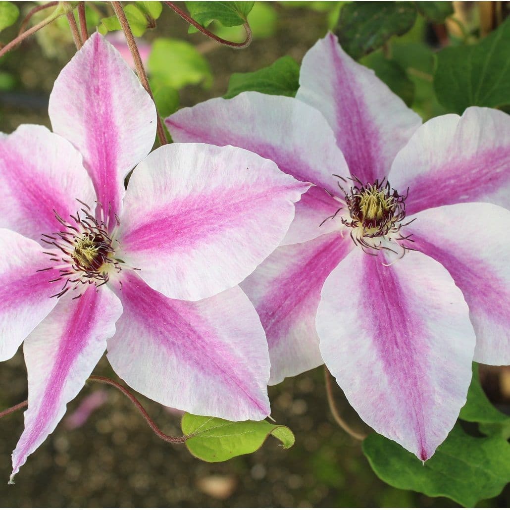 Heirloom Non-GMO Pink-White Clematis Flower Seeds for Garden Planting – Bicolor Climbing Blooms