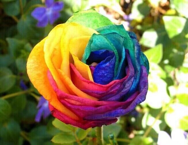 rare rainbow rose seeds Heirloom Multicolor Rose Seeds – Non-GMO – Neeraseeds