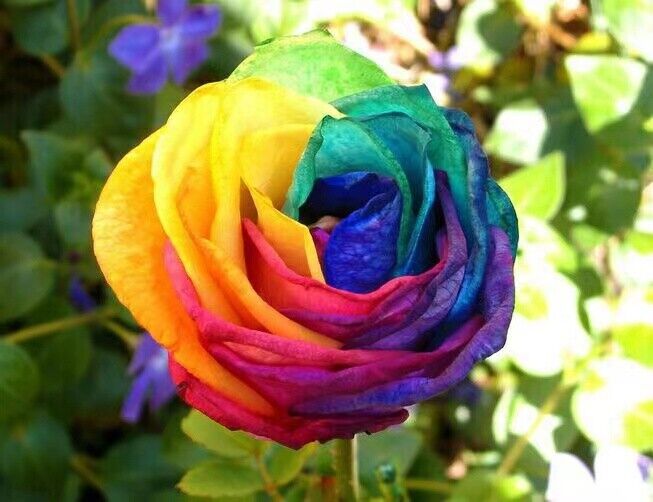 Multicolor Rose Flower Seeds  for Planting 100 pcs