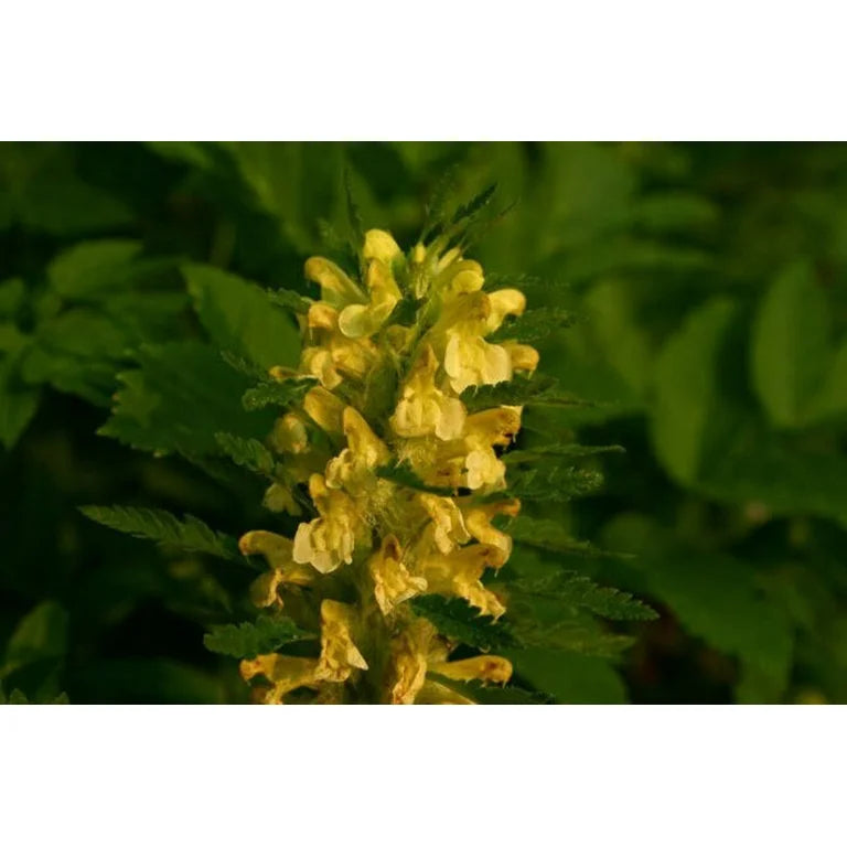 Gule Pedicularis Lanceolata blomsterfrø til udplantning - 100 stk