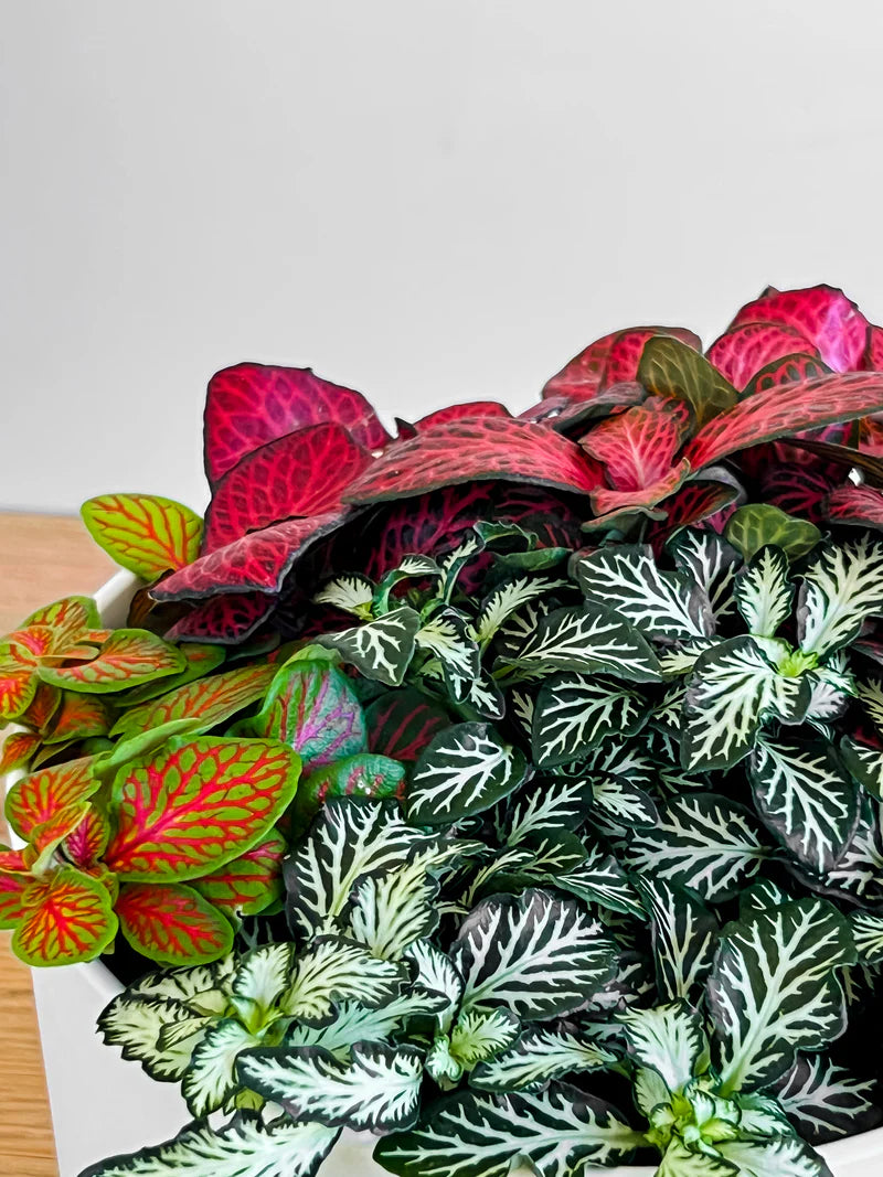 Heirloom Non-GMO Mix Fittonia Nerve Plant Seeds for Colorful Indoor Foliage and Decorative Planting