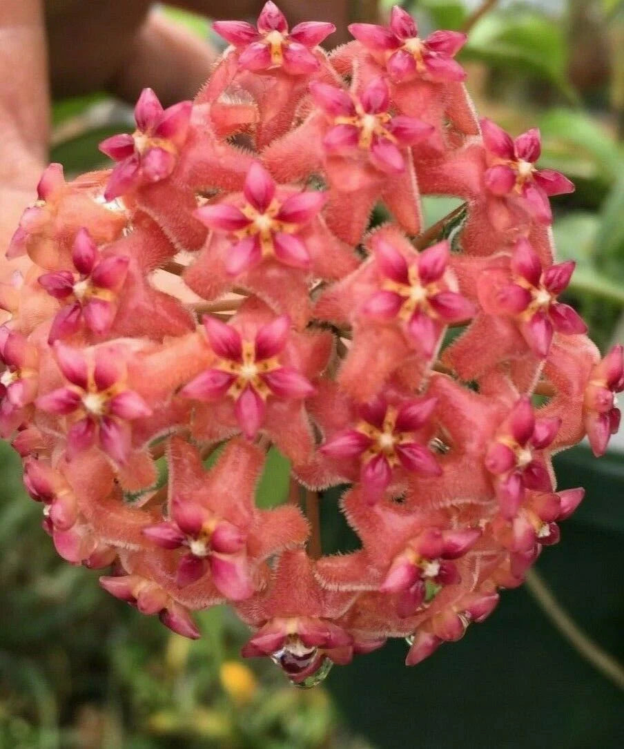 Fresh Hoya Flower Seeds for Planting - 100 pcs