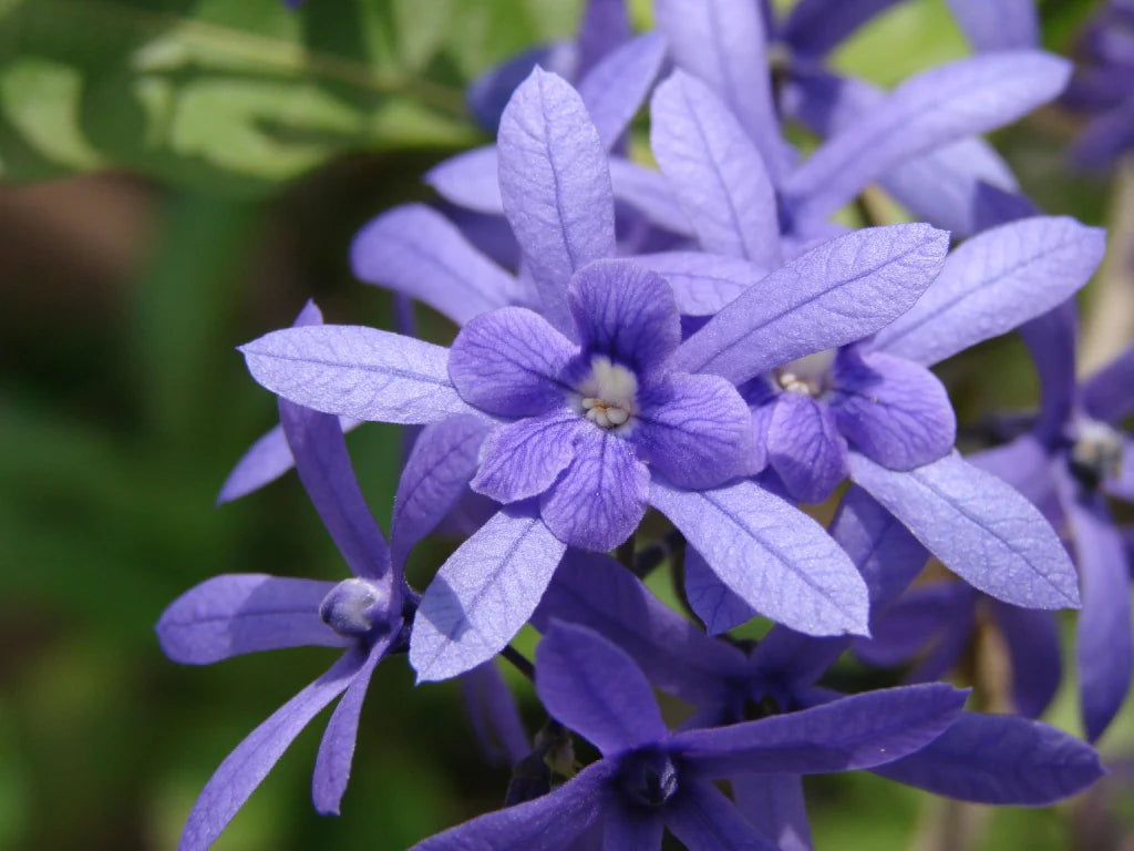 Lilla sandpapir vinstokke PETREA VOLUBILIS blomsterfrø til plantning - 100 stk.