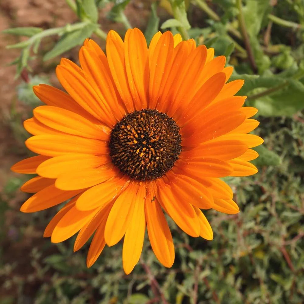 Orange Marguerite Flower Seeds for Planting - 100 pcs