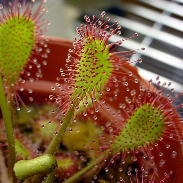 Sundew Plant Seeds for Planting - 100 pcs