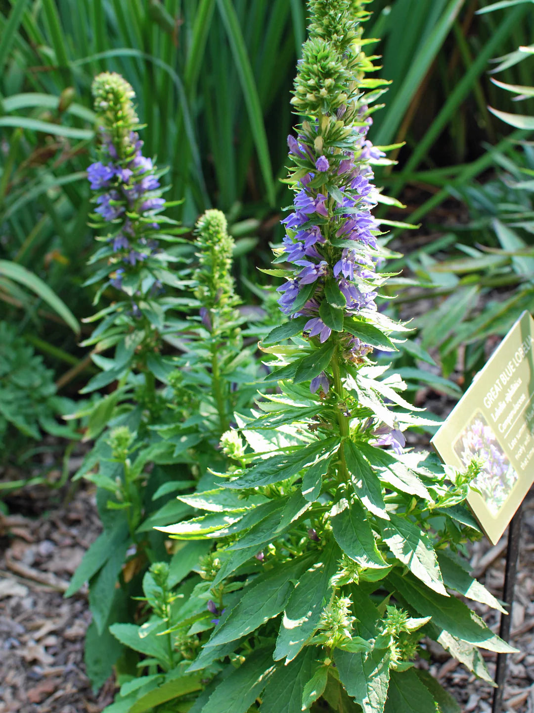 Blue Cardinal Flower Seeds for Planting - 100 pcs