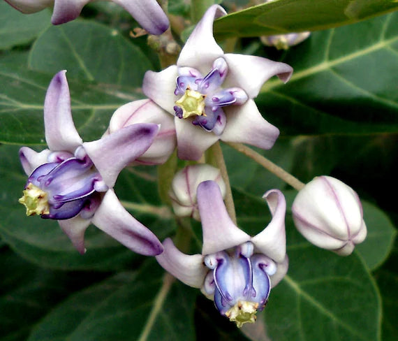 Gigantea blomsterfrø til plantning - 100 stk