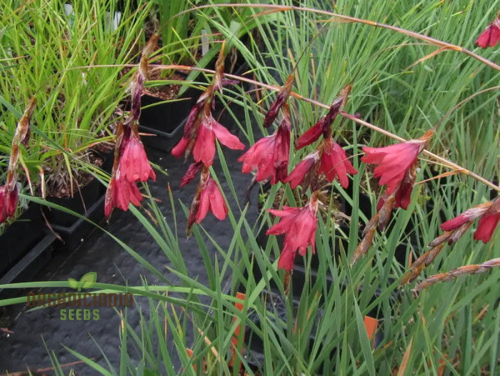 Pulcherrimum Blomsterfrø til udplantning 100 stk