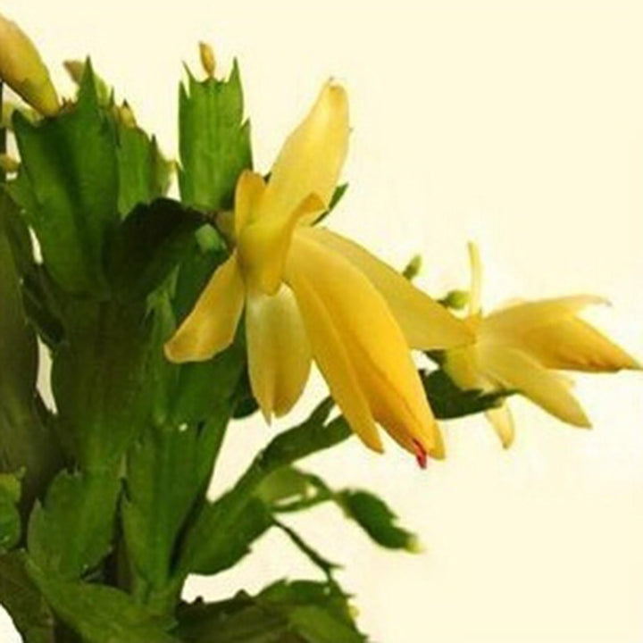 Yellow Schlumbergera Flower Seeds for Planting - 100 pcs