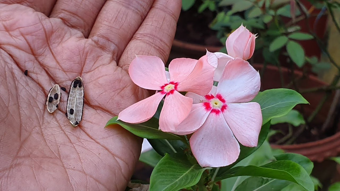 Lyserød Vinca Periwinkle Blomsterfrø til udplantning - 100 stk