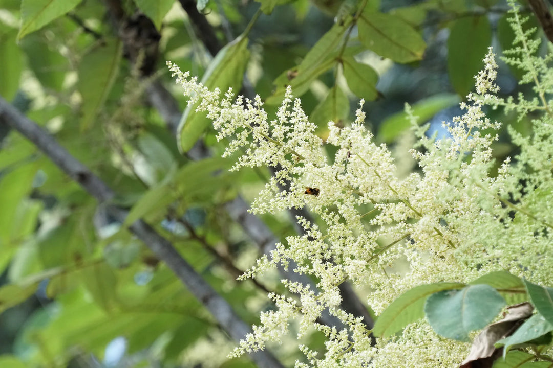 Hvide Sumac blomsterfrø til udplantning - 100 stk