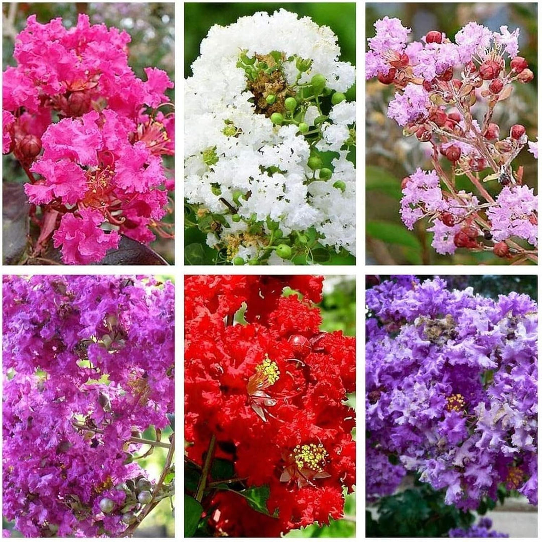 Mixed Crepe Myrtle Flower Seeds for Planting - 100 pcs