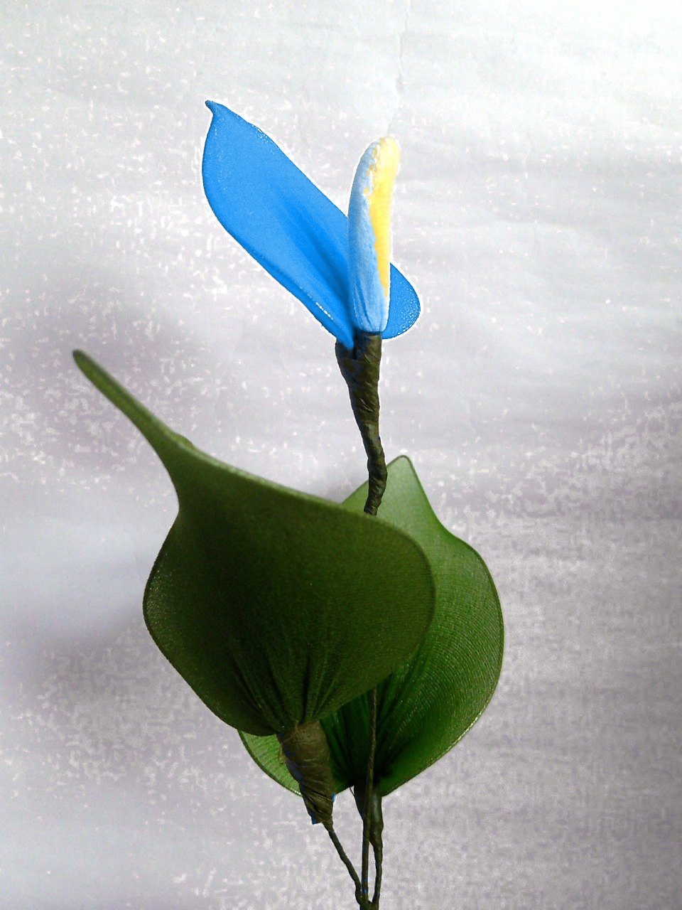 Sky Blue Anthurium Flower Seeds for Planting – Heirloom, Non-GMO, High Germination Tropical Garden Seeds