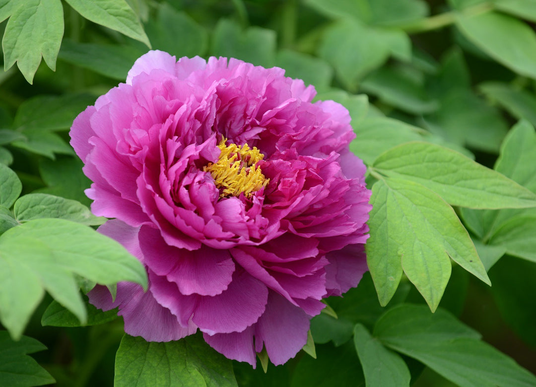 Purple Paeonia Suffruticosa Flower Seeds for Planting - 100 pcs