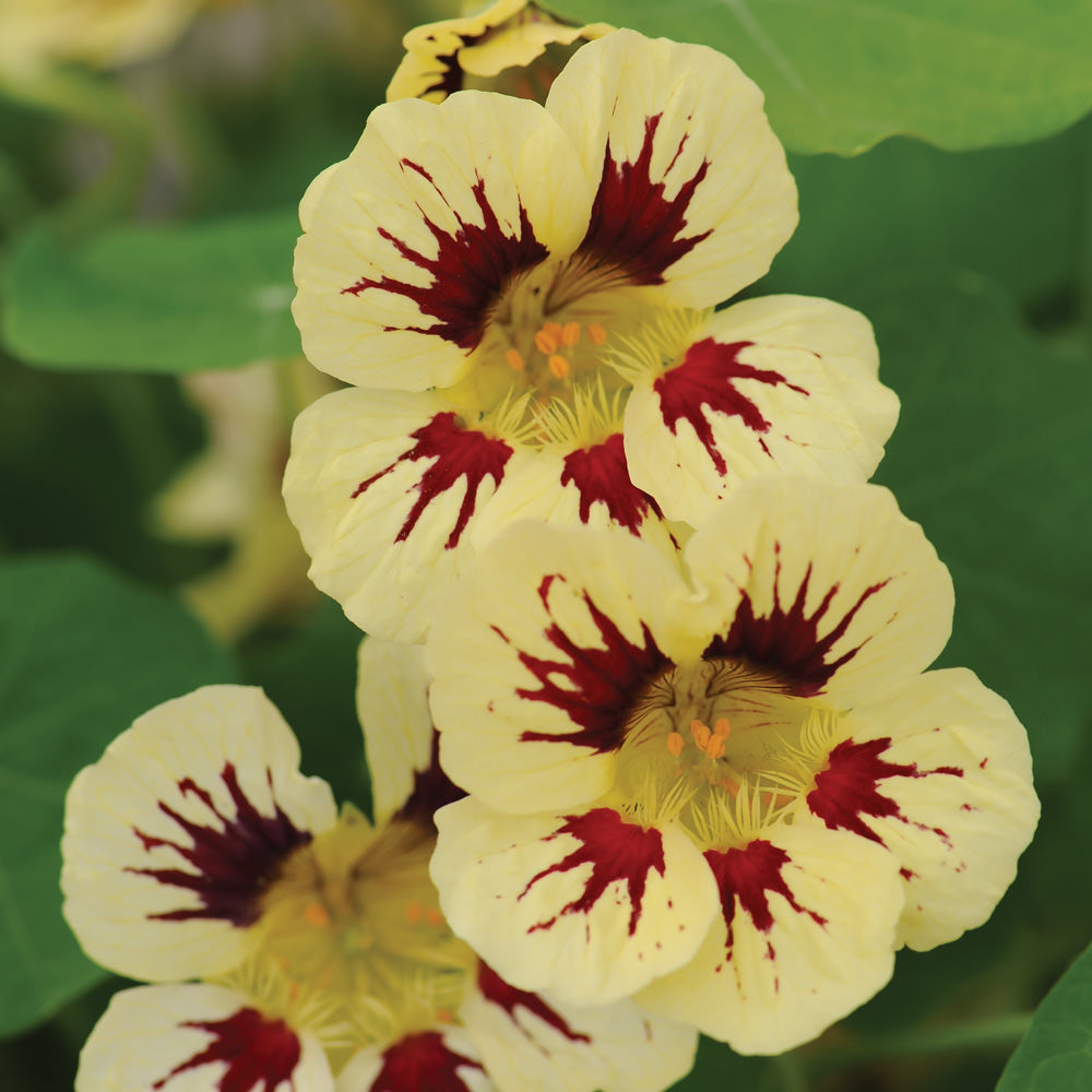 Cream Pink Nasturtium Flower Seeds for Planting - 100 pcs