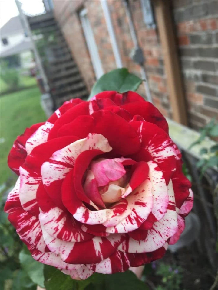 Red and White Rose Flower Seeds for Planting - Heirloom, Non-GMO Seeds for Beautiful Blooms